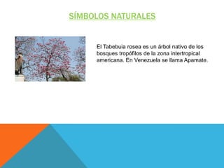 SÍMBOLOS NATURALES

El Tabebuia rosea es un árbol nativo de los
bosques tropófilos de la zona intertropical
americana. En Venezuela se llama Apamate.

 