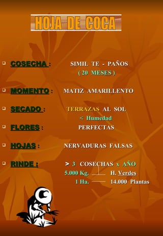    COSECHA :    SIMIL TE - PAÑOS
                   ( 20 MESES )

   MOMENTO :   MATIZ AMARILLENTO

   SECADO :    TERRAZAS AL SOL
                   < Humedad
   FLORES :        PERFECTAS

   HOJAS :     NERVADURAS FALSAS

   RINDE :     > 3 COSECHAS x AÑO
                5.000 Kg.  H. Verdes
                    1 Ha.  14.000 Plantas
 