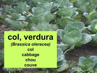 col, verdura
(Brassica oleracea)
col
cabbage
chou
couve

 
