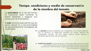  La siembra puede realizarse por trasplante o en forma directa.
Por lo general, el agricultor siembra en forma directa las
variedades locales, ya que logra reducir entre quince y
veintidós días el inicio de la cosecha.
 CENTRO DE ORIGEN: El tomate tiene su centro de origen en la zona oeste
de América del Sur, entre Chile y Colombia, donde se encuentra
creciendo en forma silvestre, al igual que todas las otras especies del
reducido género Lycopersicon.
Tiempo, condiciones y medio de conservación
de la siembra del tomate.
Martínez S, 2007
La profundidad de la raíz del tomate
es importante para mantener la
planta hidratada y asegurar una
producción de frutos exitosa.
El suelo suficiente para permitir que las
raíces crezcan es a una profundidad
de aproximadamente 18 pulgadas (45
centímetros).
 