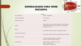 TOMATE
Tipo de siembra Directa o Trasplante
Cantidad de semilla 0,4- 0,6 kg/ha
Semillas por gramo 300-400
Suelos
Suelos sueltos, ricos en materia orgánica y bien drenada.
Moderadamente tolerante a la acidez y a la salinidad.
PH óptimo: 5.5- 6.8
Riegos
Frecuentes al inicio del cultivo y luego distanciados
Momento de cosecha
Fruto verde- maduro, pintón o maduro según el mercado.
Periodo de cosecha
Inicio: 80-120 días después de la siembra
Duración: 30 días (cosecha manual)
Conservación Verde maduro: 1-3 semanas a 13-21ºc
Pintón: 14 días a 8-10ºc
Rojo maduro: 7 días a 8-10ºc
GENERALIDADES PARA TENER
ENCUENTA
 