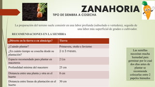 TIPO DE SIEMBRA A COSECHA
La preparación del terreno suele consistir en una labor profunda (subsolado o vertedera), seguida de
una labor más superficial de gradeo o cultivador.
RECOMENDACIONES EN LA SIEMBRA
ZANAHORIA
¿Directo en la tierra o en almácigo? Tierra
¿Cuándo plantar? Primavera, otoño e Invierno
¿En cuánto tiempo se cosecha desde su
plantación?
2 a 3 meses.
Espacio recomendado para plantar en
maceteros
2 Lts
Profundidad mínima del macetero 25 cm
Distancia entre una planta y otra en el
huerto
8 cm
Distancia entre líneas de plantación en el
huerto
30 cm
Las semillas
necesitan mucha
humedad para
germinar por lo cual
dos días antes de
plantar se
recomienda
colocarlas entre 2
papeles húmedos
 
