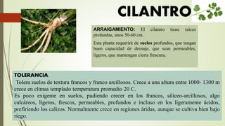 ARRAIGAMIENTO: El cilantro tiene raíces
profundas, unos 50-60 cm.
Esta planta requerirá de suelos profundos, que tengan
buen capacidad de drenaje, que sean permeables,
ligeros, que mantengan cierta frescura.
TOLERANCIA.
Tolera suelos de textura francos y franco arcillosos. Crece a una altura entre 1000- 1300 m
crece en climas templado temperatura promedio 20 C.
Es poco exigente en suelos, pudiendo crecer en los francos, silíceo-arcillosos, algo
calcáreos, ligeros, frescos, permeables, profundos e incluso en los ligeramente ácidos,
prefiriendo los calizos. Normalmente crece en regiones áridas, aunque se cultiva bien bajo
riego.
CILANTRO
 