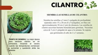 SIEMBRA LAS SEMILLAS DE CILANTRO:
Siembra las semillas a 5 mm (¼ pulgada) de profundidad,
separadas entre 15 y 20 cm (6 y 8 pulgadas), en filas con
aproximadamente 30 cm (1 pie) de distancia. Las semillas de
cilantro necesitan bastante humedad para germinar, Necesitan
cerca de 3 cm (1 pulgada) de agua a la semana. Se supone
que germinarán al cabo de 2 a 3 semanas.
TIEMPO DE SIEMBRA: La mejor época
para sembrar cilantro es en
primavera, iniciando el verano
cuando las temperaturas comienzan
a aumentar y quedando atrás las
heladas
CILANTRO
 