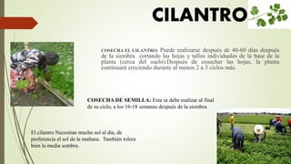 COSECHA EL CILANTRO: Puede realizarse después de 40-60 días después
de la siembra cortando las hojas y tallos individuales de la base de la
planta (cerca del suelo).Después de cosechar las hojas, la planta
continuará creciendo durante al menos 2 a 3 ciclos más.
COSECHA DE SEMILLA: Esta se debe realizar al final
de su ciclo, a los 16-18 semanas después de la siembra.
CILANTRO
El cilantro Necesitan mucho sol al día, de
preferencia el sol de la mañana. También tolera
bien la media sombra.
 