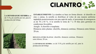 ESTABLECIMIENTO: La siembra se hace en forma directa al chorrillo en
eras o camas, la semilla se distribuye al voleo de una manera uniforme
tapándola posteriormente con una capa de suelo, el porcentaje de emergencia
es de 70 a 85 %. A la semilla le toma de 7 a 10 días para germinar en
condiciones favorables.
Arreglo A chorrillo o trasplante.
Distancia entre plantas: chorrillo, distancia continua. Distancia entre hileras:
20 cm.
LA DENSIDAD DE SIEMBRA: es
de 5-10 g de semilla por m2, para la
producción del follaje.
CILANTRO
DISTANCIA ENTRE PLANTAS: chorrillo, distancia continua. Distancia
entre hileras: 20 cm.
LA DENSIDAD DE SIEMBRA: es de 5-10 g de semilla por m2, para la
producción del follaje
 