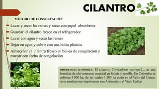 MÉTODO DE CONSERVACIÓN
 Lavar y secar las ramas y secar con papel absorbente
 Guardar el cilantro fresco en el refrigerador
 Lavar con agua y secar las ramas
 Dejar en agua y cubrir con una bolsa plástica
 Almacenar el cilantro fresco en bolsas de congelación y
marcar con fecha de congelación
IMPORTANCIA ECONÓMICA: El cilantro, Coriandrum sativum L., es una
hortaliza de alto consumo mundial en follaje y semilla. En Colombia se
cultivan 3.000 ha, de las cuales 1.200 ha están en el Valle del Cauca;
otros productores importantes son Antioquia y el Viejo Caldas
CILANTRO
 