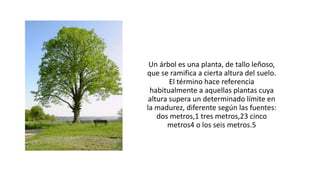 Un árbol es una planta, de tallo leñoso,
que se ramifica a cierta altura del suelo.
El término hace referencia
habitualmente a aquellas plantas cuya
altura supera un determinado límite en
la madurez, diferente según las fuentes:
dos metros,1​ tres metros,2​3​ cinco
metros4​ o los seis metros.5
 