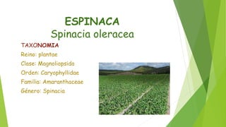 ESPINACA
Spinacia oleracea
TAXONOMIA
Reino: plantae
Clase: Magnoliopsida
Orden: Caryophyllidae
Familia: Amaranthaceae
Género: Spinacia
 