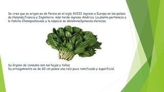 Se cree que su origen es de Persia en el siglo XVIII ingreso a Europa en los países
de Holanda,Francia y Inglaterra más tarde ingreso América. La planta pertenece a
la familia Chenopodiaceae y la especie se denominaSpinacea oleracea.
Su órgano de consumo son las hojas y tallos
Su arraigamiento es de 60 cm posee una raíz poco ramificada y superficial.
 