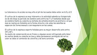 La tolerancia a la acidez es muy alta el pH de los suelos debe estar en 6.0 y 6.5
El cultivo de la espinaca es muy tolerante a la salinidad además su fotoperiodo
es de día largo su periodo de siembra esta entre las 7 y 9 semanas desde que
se siembra hasta su cosecha su sistema de establecimiento se prefiere o el que
mas se realiza en Colombia es la forma directa o de voleo las semillas se
esparcen de forma manual o con maquinaria en las camas.
El cultivo de la espinaca soporta heladas pero su mejor desarrollo esta entre
14°a 18°c.
Su medio de conservación es en fresco o algunas veces refrigerado esta labor
se realiza desde su cosecha se lava y debe permanecer protegida del sol su
color se debe al contenido de clorofila y de beta caroteno
 