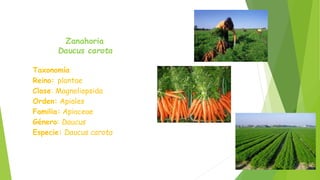 Zanahoria
Daucus carota
Taxonomía
Reino: plantae
Clase: Magnoliopsida
Orden: Apiales
Familia: Apiaceae
Género: Daucus
Especie: Daucus carota
 
