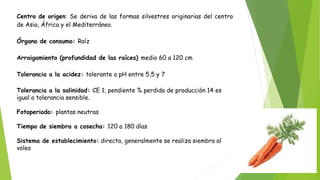 Centro de origen: Se deriva de las formas silvestres originarias del centro
de Asia, África y el Mediterráneo.
Órgano de consumo: Raíz
Arraigamiento (profundidad de las raíces) medio 60 a 120 cm
Tolerancia a la acidez: tolerante a pH entre 5,5 y 7
Tolerancia a la salinidad: CE 1, pendiente % perdida de producción 14 es
igual a tolerancia sensible.
Fotoperiodo: plantas neutras
Tiempo de siembra a cosecha: 120 a 180 días
Sistema de establecimiento: directa, generalmente se realiza siembra al
voleo
 