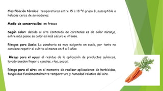 Clasificación térmica: temperaturas entre 15 a 18 ºC grupo B, susceptible a
heladas cerca de su madurez
Medio de conservación: en fresco
Según color: debido al alto contenido de carotenos es de color naranja,
entre más posee su color es más oscuro e intenso.
Riesgos para Suelo: La zanahoria es muy exigente en suelo, por tanto no
conviene repetir el cultivo al menos en 4 a 5 años
Riesgo para el agua: el residuo de la aplicación de productos químicos,
lavado pueden llegar a canales, ríos, pozos.
Riesgo para el aire: en el momento de realizar aplicaciones de herbicidas,
fungicidas fundamentalmente temperatura y humedad relativa del aire.
 