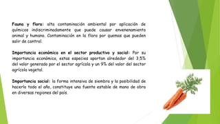 Fauna y flora: alta contaminación ambiental por aplicación de
químicos indiscriminadamente que puede causar envenenamiento
animal y humano. Contaminación en la flora por quemas que pueden
salir de control.
Importancia económica en el sector productivo y social: Por su
importancia económica, estas especies aportan alrededor del 3,5%
del valor generado por el sector agrícola y un 9% del valor del sector
agrícola vegetal.
Importancia social: la forma intensiva de siembra y la posibilidad de
hacerlo todo el año, constituye una fuente estable de mano de obra
en diversas regiones del país.
 
