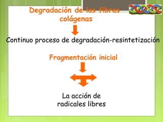 Degradación de las fibras
              colágenas

Continuo proceso de degradación-resintetización

             Fragmentación inicial

        Desgaste              La escisión
        mecánico             proteinásica
                 La acción de
               radicales libres
 