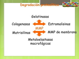 Degradación proteolítica


               Gelatinasas

Colagenasas              Estromalisinas
                 MMP
Matrisilinas             MMP de membrana

          Metaloelastasas
           macrofágicas
 