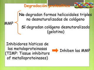 Degradación proteolítica

       No degradan formas helicoidales triples
          no desnaturalizadas de colágeno
MMP
        Sí degradan colágeno desnutaralizado
                     (gelatina)


 Inhibidores hísticos de
  las metaloproteinasas
                            Inhiben las MMP
(TIMP: Tissue inhibitors
 of metalloproteinases)
 