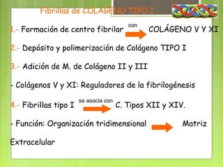 Fibrillas de COLÁGENO TIPO I
                                          con
1.- Formación de centro fibrilar                COLÁGENO V Y XI

2.- Depósito y polimerización de Colágeno TIPO I

3.- Adición de M. de Colágeno II y III

- Colágenos V y XI: Reguladores de la fibrilogénesis
                       se asocia con
4.- Fibrillas tipo I                   C. Tipos XII y XIV.

- Función: Organización tridimensional                   Matriz

Extracelular
 
