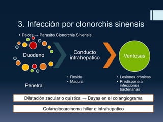3. Infección por clonorchis sinensis
 Peces → Parasito Clonorchis Sinensis.

Duodeno

Conducto
intrahepatico

• Reside
• Madura

Penetra

Ventosas

• Lesiones crónicas
• Predispone a
infecciones
bacterianas

Dilatación sacular o quística → Bayas en el colangiograma
Colangiocarcinoma hiliar e intrahepatico

 
