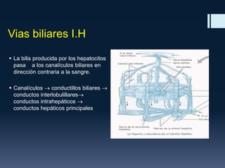 Vias biliares I.H
 La bilis producida por los hepatocitos
pasa a los canalículos biliares en
dirección contraria a la sangre.
 Canalículos
conductillos biliares
conductos interlobulillares
conductos intrahepáticos
conductos hepáticos principales

 