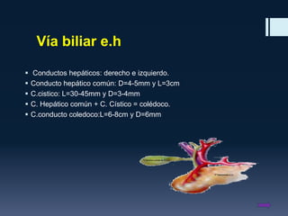Vía biliar e.h






Conductos hepáticos: derecho e izquierdo.
Conducto hepático común: D=4-5mm y L=3cm
C.cistico: L=30-45mm y D=3-4mm
C. Hepático común + C. Cístico = colédoco.
C.conducto coledoco:L=6-8cm y D=6mm

 