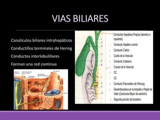 Canalículos biliares intrahepáticos
Conductillos terminales de Hering
Conductos interlobulillares
Forman una red continua
 