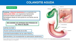 Factores: infección bacteriana en un paciente con
obstrucción biliar. Los organismos típicamente
ascienden desde el duodeno; la diseminación
hematógena desde la vena porta es una fuente rara de
infección
COLANGITIS AGUDA
PATOGENIA
MECANISMO DE ENTRADA BACTERIANA EN
EL TRACTO BILIAR :
Acción continua de lavado de la bilis
actividad bacteriostática de las sales biliares
IgA secretora y la mucosa(evitan la colonización bacteriana)
esfínter de Oddi
Nezam H Afdhal, MD, FRCP. Acute cholangitis: Clinical manifestations, diagnosis, and management. Citado 26/12/19 disponible: https://www.uptodate.com/contents/acute-cholangitis-clinical-
manifestations-diagnosis-and-management
 