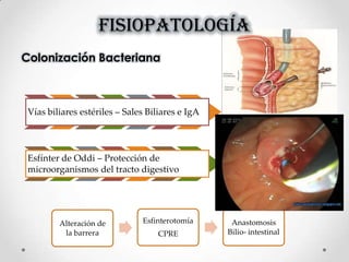 FISIOPATOLOGÍA
Colonización Bacteriana
Vías biliares estériles – Sales Biliares e IgA
Esfínter de Oddi – Protección de
microorganismos del tracto digestivo
Alteración de
la barrera
Esfinterotomía
CPRE
Anastomosis
Bilio- intestinal
 