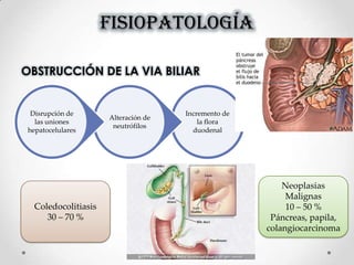 FISIOPATOLOGÍA
OBSTRUCCIÓN DE LA VIA BILIAR
Incremento de
la flora
duodenal
Alteración de
neutrófilos
Disrupción de
las uniones
hepatocelulares
Coledocolitiasis
30 – 70 %
Neoplasias
Malignas
10 – 50 %
Páncreas, papila,
colangiocarcinoma
 