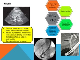 IMAGEN
• Es útil si no se reconocen de
forma previa cálculos biliares
• Revela la presencia de cálculos
en la vesícula biliar y conductos
dilatados señala el sitio de
obstrucción
• Rara vez dilucida la causa.
ERC
PTC
Nivel y el origen
de la
obstrucción
Cultivo de bilis
Con posible
extracción de
los cálculos
Drenan los
conductos
biliares con
catéteres o
prótesis para
drenaje
 