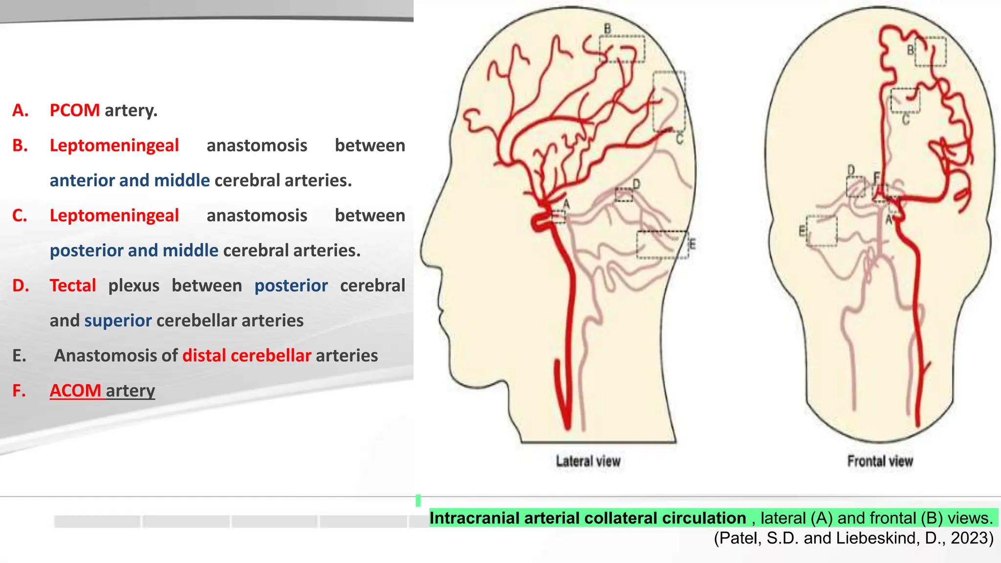 extracranial and intracranial cerebral collateral circulation .pptx