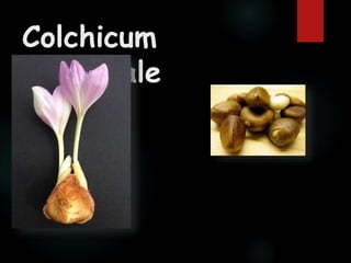Colchicim autumnale | PPTX