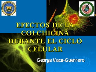 EFECTOS DE LA
  COLCHICINA
DURANTE EL CICLO
    CELULAR
      George Vaca-Guerrero
 