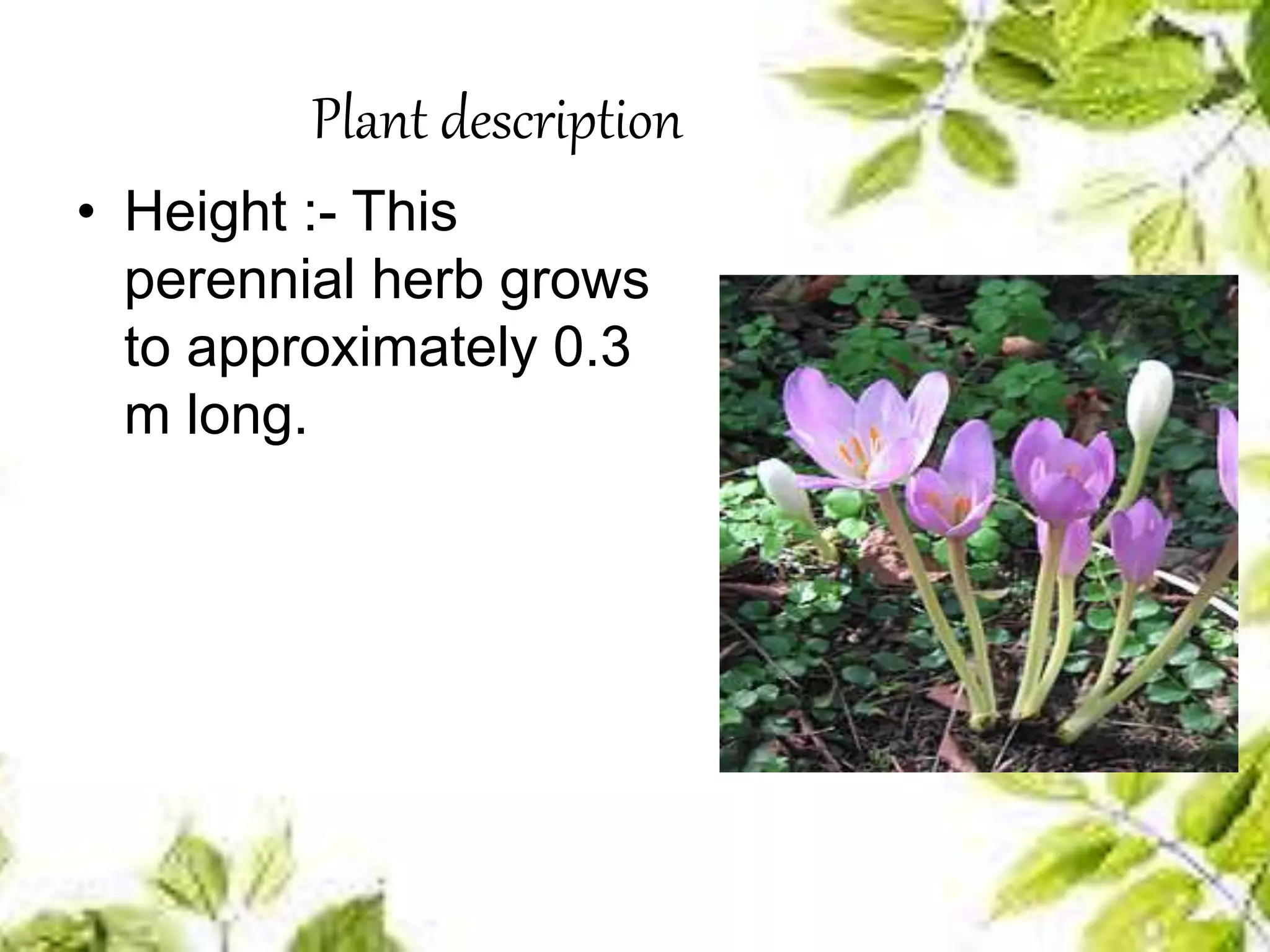 Plant description
• Height :- This
perennial herb grows
to approximately 0.3
m long.
 