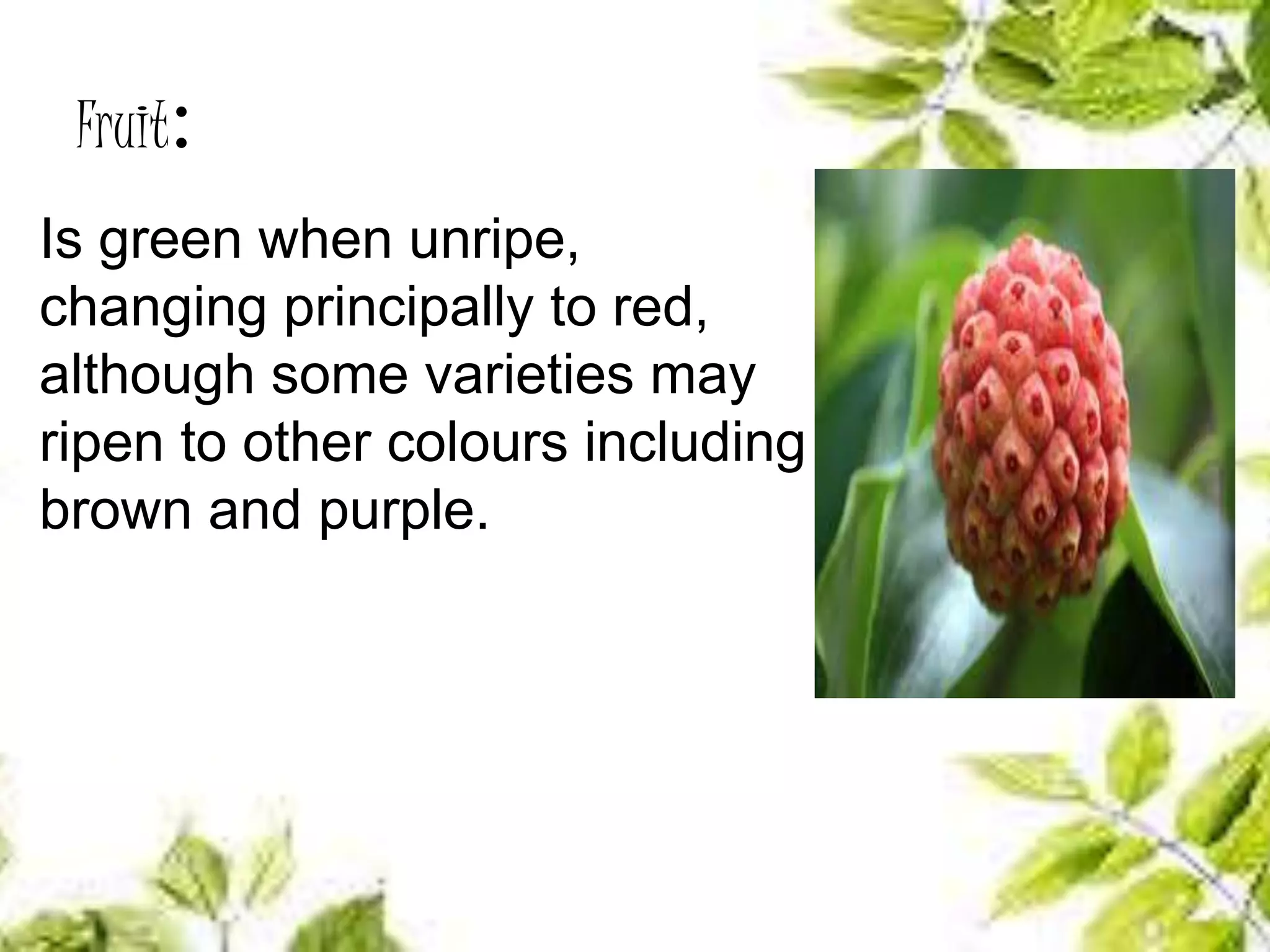 Fruit:
Is green when unripe,
changing principally to red,
although some varieties may
ripen to other colours including
brown and purple.
 