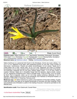 2/5/2018 Colchicum luteum ­ Yellow Colchicum
https://www.flowersofindia.net/catalog/slides/Yellow%20Colchicum.html 1/1
Yellow Colchicum   
   
ative Photo: Suresh Rana
Common name: Yellow Colchicum • Dogri: Barf­basant, Hirantutiya, Hiranyatuth, Surunjaan,
Virkim­posh • Hindi: Hirantutiya • Kannada: Kaadige gida • Sanskrit: Hiranya­tuttha, Suranjana •
Tamil: curinacanmiciri, curincan • Urdu: suranjan shirin, suranjan talkh 
Botanical name:   Colchicum luteum    Family: Colchicaceae (Colchicum family)
Yellow Colchicum is a perennial herb found in the Himalayas. Corms are ovoid, oblong, 1.5­
3.5 x 1­2 cm, flattened at the base, with longitudinal groove on one side. Coat is brown to
dark­brown, membranous. Flowers are yellow, funnel­shaped, 3­4 cm across. Tepals are 6,
united  below  into  a  long,  narrow  tube,  up  to  9  cm  long.  Segments  are  linear  to  inverted­
lanceshaped, 2­3 cm long, pointed to blunt. Stamens are 6, attached at the base of the tepals,
not  protruding.  Filaments  are  4­5  mm  long,  anthers  yellow,  linear,  1­1.5  cm  long.  Ovary  is
superior, trilocular. Styles are 3, threadlike, longer than the stamens, stigma minute. Leaves
are 3­6, appearing at flowering time, linear to broadly linear, 10­20 cm long, 0.5­2 cm broad,
tip  blunt.  Fruit  is  capsular,  ovoid,  up  to  3  cm  long,  seeds  numerous,  spherical,  2  mm  in
diameter. Yellow Colchicum is found in the Himalayas, from Pakistan to Himachal Pradesh, at
altitudes of 1000­2700 m. Flowering: February­June.
Medicinal uses:   Yellow Colchicum is useful in the treatment of rheumatic swelling. A paste
made with saffron and egg can be applied beneficially to rheumatic and other swellings. Dried
and powdered root of the plant is useful in the healing of wounds. It should be sprinkled on the
affected area.
Identification credit: Pravir Deshmukh, Suresh Rana
Photographed in Paddar Valley, Jammu &
Kashmir & Lahaul Valley, Himachal Pradesh.
• Is this flower misidentified? If yes,  Tell us!
 