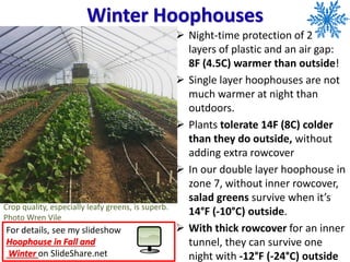 Winter Hoophouses
➢ Night-time protection of 2
layers of plastic and an air gap:
8F (4.5C) warmer than outside!
➢ Single layer hoophouses are not
much warmer at night than
outdoors.
➢ Plants tolerate 14F (8C) colder
than they do outside, without
adding extra rowcover
➢ In our double layer hoophouse in
zone 7, without inner rowcover,
salad greens survive when it’s
14°F (-10°C) outside.
➢ With thick rowcover for an inner
tunnel, they can survive one
night with -12°F (-24°C) outside
For details, see my slideshow
Hoophouse in Fall and
Winter on SlideShare.net
Crop quality, especially leafy greens, is superb.
Photo Wren Vile
➢ .
 