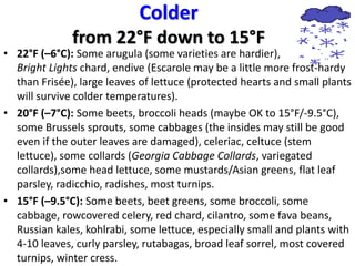 Colder
from 22°F down to 15°F
• 22°F (–6°C): Some arugula (some varieties are hardier),
Bright Lights chard, endive (Escarole may be a little more frost-hardy
than Frisée), large leaves of lettuce (protected hearts and small plants
will survive colder temperatures).
• 20°F (–7°C): Some beets, broccoli heads (maybe OK to 15°F/-9.5°C),
some Brussels sprouts, some cabbages (the insides may still be good
even if the outer leaves are damaged), celeriac, celtuce (stem
lettuce), some collards (Georgia Cabbage Collards, variegated
collards),some head lettuce, some mustards/Asian greens, flat leaf
parsley, radicchio, radishes, most turnips.
• 15°F (–9.5°C): Some beets, beet greens, some broccoli, some
cabbage, rowcovered celery, red chard, cilantro, some fava beans,
Russian kales, kohlrabi, some lettuce, especially small and plants with
4-10 leaves, curly parsley, rutabagas, broad leaf sorrel, most covered
turnips, winter cress.
 