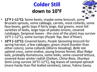 Colder Still
down to 10°F
• 12°F (–11°C): Some beets, maybe some broccoli, some
Brussels sprouts, some cabbage, carrots, most collards, some
fava beans, garlic tops if fairly large, Koji greens, most fall
varieties of leeks, large tops of potato onions, covered
rutabagas, Senposai leaves - the core of the plant may survive
10°F (–12°C), some turnips (Purple Top, Noir d’Hiver).
• 10°F (–12°C): Covered beets, Purple Sprouting broccoli for
spring harvest, a few cabbages, green chard (hardier than
other colors), some collards (Morris Heading), Belle Isle
upland cress, some endive, young bronze fennel, Blue Ridge
kale, probably Komatsuna, some leeks, some covered lettuce,
covered Asian winter radish (Daikon, China Rose, Shunkyo
Semi-Long survive 10°F/-12°C), big leaves of savoyed spinach
(more hardy than flat leafed varieties), tatsoi, Yukina Savoy.
 