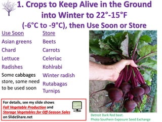 For details, see my slide shows
Fall Vegetable Production and
Storage Vegetables for Off-Season Sales
on SlideShare.net
1. Crops to Keep Alive in the Ground
into Winter to 22°-15°F
(-6°C to -9°C), then Use Soon or Store
Use Soon
Asian greens
Chard
Lettuce
Radishes
Some cabbages
store, some need
to be used soon
Store
Beets
Carrots
Celeriac
Kohlrabi
Winter radish
Rutabagas
Turnips
Detroit Dark Red beet.
Photo Southern Exposure Seed Exchange
 
