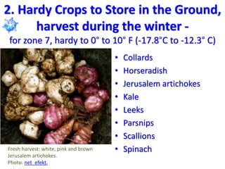 2. Hardy Crops to Store in the Ground,
harvest during the winter -
for zone 7, hardy to 0° to 10° F (-17.8°C to -12.3° C)
• Collards
• Horseradish
• Jerusalem artichokes
• Kale
• Leeks
• Parsnips
• Scallions
• Spinach
Fresh harvest: white, pink and brown
Jerusalem artichokes.
Photo: net_efekt.
 