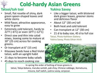 Cold-hardy Asian Greens
Tatsoi/tah tsoi
• Small, flat rosette of shiny, dark
green spoon-shaped leaves and
white stems
• Mild flavor, attractive appearance,
easy to grow
• Extremely cold tolerant, hardy to
22°F (–6°C) or even 10°F (–12°C)
• Direct sow and thin into salad
mixes, leaving some to mature at
10" (25 cm) across for cooking
greens.
• Or transplant at 6" (15 cm)
• Kitazawa Seeds have a Red Violet
tatsoi, with an upright habit
• 21 days to become baby salads
• 45 days to reach cooking size
Yukina Savoy
• Like a bigger tatsoi, with blistered
dark green leaves, greener stems
and delicious flavor
• About 12“ (30 cm) tall
• Both heat and cold tolerant
• Can transplant at 12" (30 cm)
• 21 d to baby size, 45 d to full size
Tatsoi, Photo Kathleen Slattery
Yukina Savoy, Photo Ethan Hirsh
In spring the order of bolting of Asian greens is:
tatsoi, Tokyo bekana, maruba santoh, pak choy, Chinese cabbage, Komatsuna,
mizuna, leaf radish, yukina savoy, senposai.
 