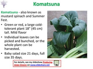 Komatsuna
Komatsuna - also known as
mustard spinach and Summer
Fest.
• Green or red, a large cold-
tolerant plant 18" (45 cm)
tall. Mild flavor
• Individual leaves can be
picked and bunched, or the
whole plant can be
harvested.
• Baby salad size 21 days, full
size 35 days.
For details, see my slideshow Producing
Asian Greens on www.slideshare.net
 
