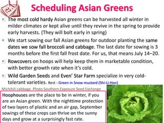 Scheduling Asian Greens
The most cold hardy Asian greens can be harvested all winter in
milder climates or kept alive until they revive in the spring to provide
early harvests. (They will bolt early in spring)
We start sowing our fall Asian greens for outdoor planting the same
dates we sow fall broccoli and cabbage. The last date for sowing is 3
months before the first fall frost date. For us, that means July 14–20.
Rowcovers on hoops will help keep them in marketable condition,
with better growth rate when it’s cold.
Wild Garden Seeds and Even’ Star Farm specialize in very cold-
tolerant varieties. Best - Green in Snow mustard (Shi-Li-Hon)
Michihili cabbage. Photo Southern Exposure Seed Exchange
Hoophouses are the place to be in winter, if you
are an Asian green. With the nighttime protection
of two layers of plastic and an air gap, September
sowings of these crops can thrive on the sunny
days and grow at a surprisingly fast rate.
 