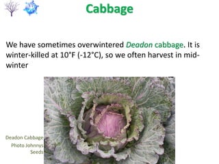 Cabbage
Deadon Cabbage
Photo Johnnys
Seeds
We have sometimes overwintered Deadon cabbage. It is
winter-killed at 10°F (-12°C), so we often harvest in mid-
winter
 