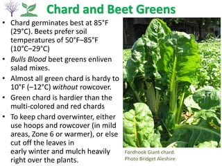 Chard and Beet Greens
• Chard germinates best at 85°F
(29°C). Beets prefer soil
temperatures of 50°F–85°F
(10°C–29°C)
• Bulls Blood beet greens enliven
salad mixes.
• Almost all green chard is hardy to
10°F (–12°C) without rowcover.
• Green chard is hardier than the
multi-colored and red chards
• To keep chard overwinter, either
use hoops and rowcover (in mild
areas, Zone 6 or warmer), or else
cut off the leaves in
early winter and mulch heavily
right over the plants.
Fordhook Giant chard.
Photo Bridget Aleshire
 