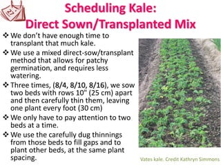 Scheduling Kale:
Direct Sown/Transplanted Mix
❖We don’t have enough time to
transplant that much kale.
❖We use a mixed direct-sow/transplant
method that allows for patchy
germination, and requires less
watering.
❖Three times, (8/4, 8/10, 8/16), we sow
two beds with rows 10" (25 cm) apart
and then carefully thin them, leaving
one plant every foot (30 cm)
❖We only have to pay attention to two
beds at a time.
❖We use the carefully dug thinnings
from those beds to fill gaps and to
plant other beds, at the same plant
spacing. Vates kale. Credit Kathryn Simmons
 