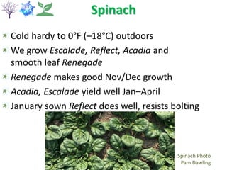 Spinach
Cold hardy to 0°F (–18°C) outdoors
We grow Escalade, Reflect, Acadia and
smooth leaf Renegade
Renegade makes good Nov/Dec growth
Acadia, Escalade yield well Jan–April
January sown Reflect does well, resists bolting
Spinach Photo
Pam Dawling
 