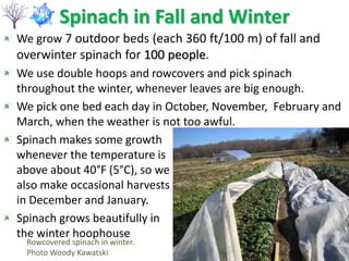 Spinach in Fall and Winter
We grow 7 outdoor beds (each 360 ft/100 m) of fall and
overwinter spinach for 100 people.
We use double hoops and rowcovers and pick spinach
throughout the winter, whenever leaves are big enough.
We pick one bed each day in October, November, February and
March, when the weather is not too awful.
Spinach makes some growth
whenever the temperature is
above about 40°F (5°C), so we
also make occasional harvests
in December and January.
Spinach grows beautifully in
the winter hoophouse
Rowcovered spinach in winter.
Photo Woody Kawatski
 